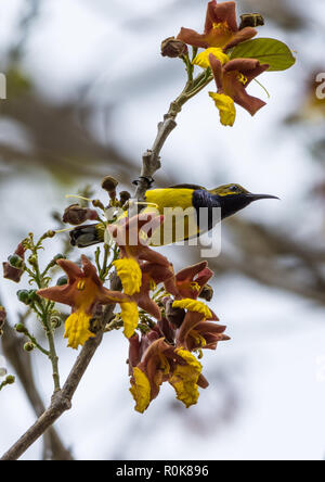 Un mâle à dos olive Sunbird (Chalcomitra jugularis) se nourrissant de fleurs. Nimbokrong, Papouasie, Indonésie. Banque D'Images