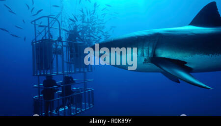 Grand requin blanc nage par des plongeurs dans une cage de requins. Banque D'Images
