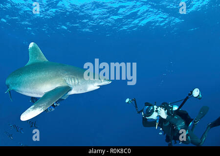 Requin océanique avec photographe sous-marin, Mer Rouge, Egypte. Banque D'Images