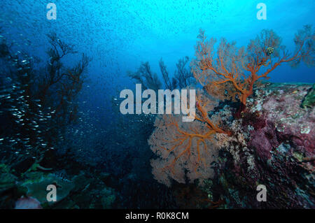 Récif de corail dur avec l'école de poissons, Koh Tachai, Similan, en Thaïlande. Banque D'Images