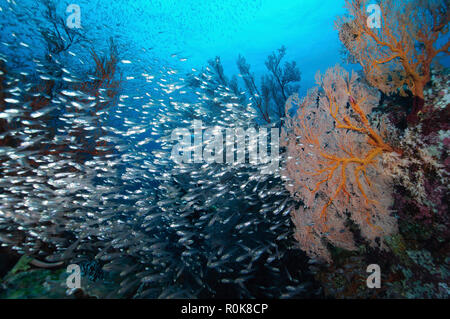 Récif de corail dur avec l'école de poissons, Koh Tachai, Similan, en Thaïlande. Banque D'Images