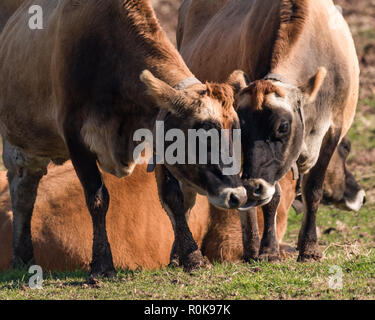 Deux vaches Jersey affectueux dehors dans les pâturages et se lécher affectueusement Banque D'Images