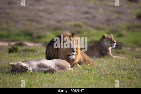 Petite fierté composé d'un lion et deux lionnes (Panthera leo) couché à l'état sauvage de l'Afrique du Sud au petit matin au printemps Banque D'Images