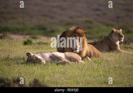 Petite fierté composé d'un lion et deux lionnes (Panthera leo) couché à l'état sauvage de l'Afrique du Sud au cours commande tôt de jeu de matin au printemps Banque D'Images