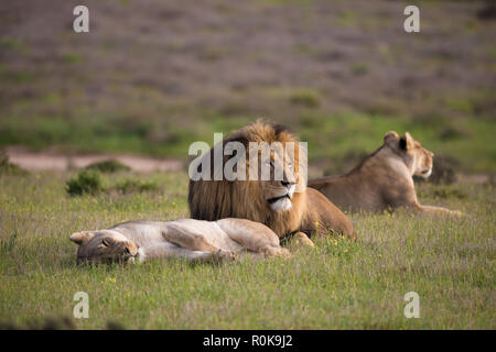 Petite fierté composé d'un lion et deux lionnes (Panthera leo) couché tôt le matin dans la végétation à l'état sauvage de l'Afrique du Sud au printemps Banque D'Images