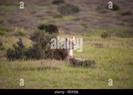 Personne ou isolées (Panthera leo) lionne gros chat couché ou se reposant dans la végétation verte en partie derrière un buisson à l'état sauvage de l'Afrique du Sud au printemps Banque D'Images