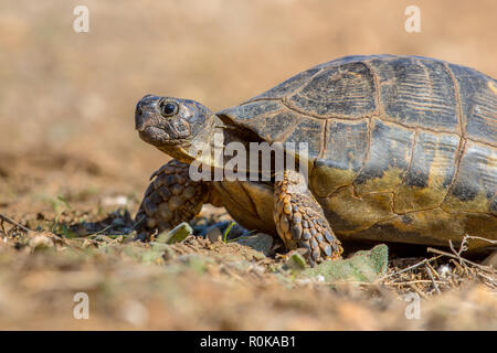 Marginated tortoise (Testudo marginata) close up sur peleponnese aride campagne, Grèce Banque D'Images