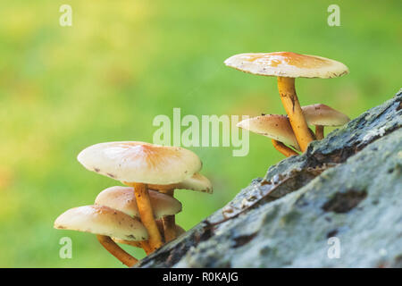 Un cluster de soufre (touffe Hypholoma fasciculare) champignons à la Garrotxa (Catalogne, Espagne) Banque D'Images