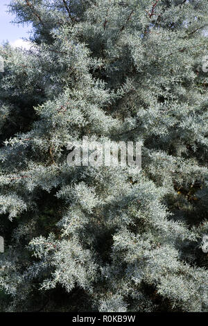 Picea abies. Banque D'Images