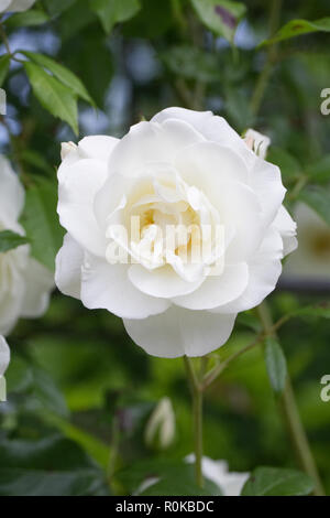 Rosa. Rosier grimpant 'Iceberg' dans le jardin. Banque D'Images