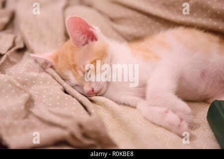 Couleur Blanc couchage, ginger kitten. Environ 2 mois. Banque D'Images