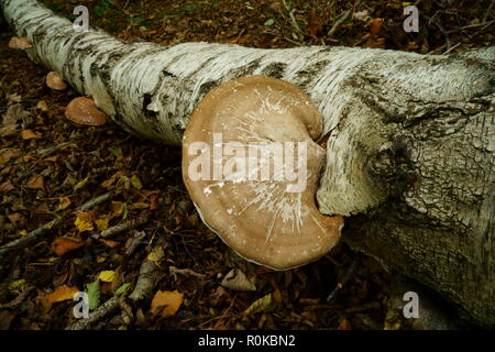 Champignon poussant sur un arbre tombé Silver Birch Banque D'Images