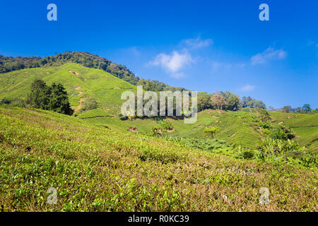 Beau paysage pris sur la plantation de thé en Cameron Highlands, au parc national en Malaisie. L'agriculture de l'Asie du sud est. Banque D'Images