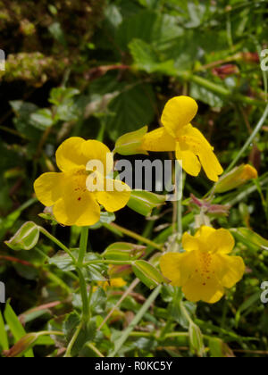 Erythranthe guttata formerley En savoir le Mimulus guttatus ( jaune Monkey Flower ou s'infiltrer Monkeyflower ) en août, UK Banque D'Images