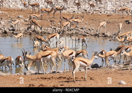 La Namibie faune - un troupeau de springboks (Antidorcas marsupialis ) à l'eau, point d'Okaukuejo, Etosha National Park, Namibie, Afrique du Sud Banque D'Images