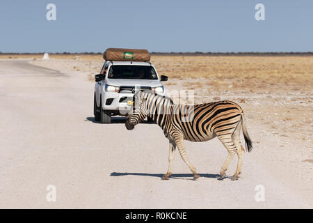 Zebra qui traversent la route devant une voiture, Etosha National Park, Namibie, Afrique du Sud Banque D'Images