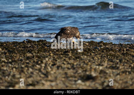 Un pygargue à tête blanche juvénile de manger du poisson sur la plage de Sunshine Coast BC Canada Banque D'Images