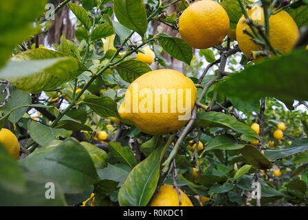 LEMON TREE COULEUR Banque D'Images