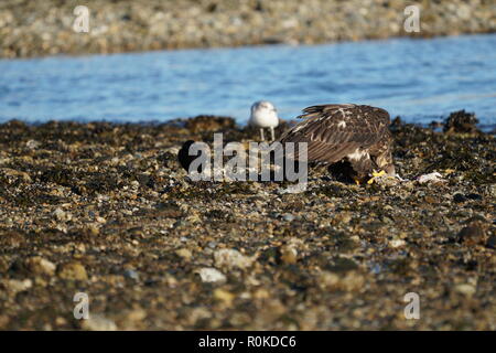 Un pygargue à tête blanche juvénile de manger du poisson sur la plage de Sunshine Coast BC Canada Banque D'Images