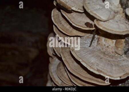 Champignon de Trametes pubescens poussant sur un moignon qui pourrissent dans les bois. Banque D'Images