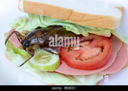 Gros plan sandwich avec insecte d'eau géant frit - Lethocerus indicus, légumes frais et salami. Pain grillé avec insecte comestible. Banque D'Images