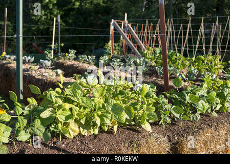 Hay bale potager, Wallowa Valley, Oregon. Banque D'Images