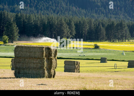 Bottes de foin dans une ferme de l'Oregon's Wallowa Valley. Banque D'Images