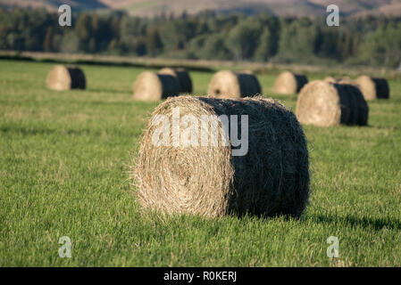 Balles de foin rondes dans une ferme de l'Oregon's Wallowa Valley. Banque D'Images