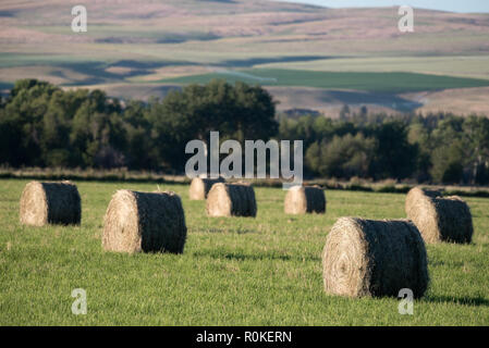 Balles de foin rondes dans une ferme de l'Oregon's Wallowa Valley. Banque D'Images