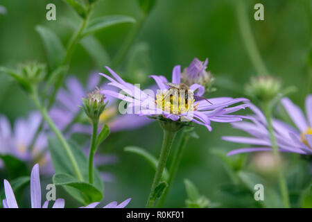 Une abeille pollinisant sur un Aster Purple Flower au printemps Banque D'Images