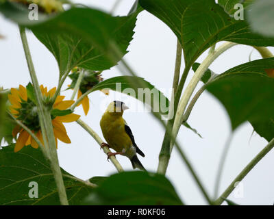 Oiseau jaune Goldfinch perché sur une branche d'un jardin de tournesol, oiseau doré, tournesol Banque D'Images