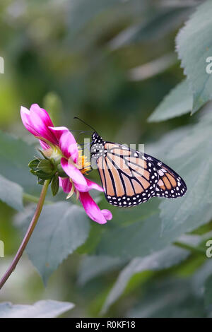 Monarque papillon pollinisant une fleur rose dans un jardin de Pâquerettes et fleurs sauvages Banque D'Images