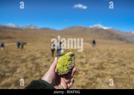 Vert clair lichen pousse sur une pierre à Deosai plains national park. Skardu, Gilgit-Baltistan, au Pakistan. Banque D'Images