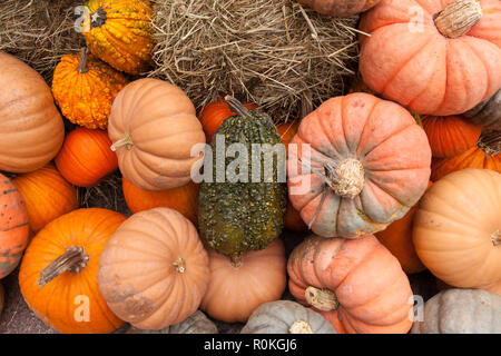 Exposition de citrouille à Broadway Bites une pop-up en été et en automne, Greeley Square, présentant un mélange varié de cuisines de chefs locaux, New York, U.S.A Banque D'Images