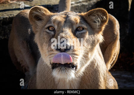 Lionne d'Asie (Panthera leo persica). Une espèce en voie de disparition. Banque D'Images