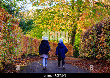 Promenade à travers les bois couverts à l'automne couleurs d'automne autour de Belvedere House Gardens & Park à Mullingar, Irlande. Banque D'Images