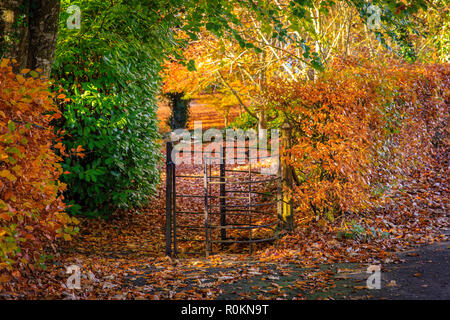 Grille rouillée dans le parc couvert dans la belle automne couleurs d'automne au Belvedere House Gardens & Park à Mullingar, Irlande Banque D'Images