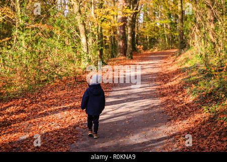 Balade dans les bois recouvert de belles couleurs d'automne l'automne autour de Belvedere House Gardens & Park à Mullingar, Irlande Banque D'Images