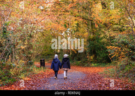 Promenade à travers les bois couverts à l'automne couleurs d'automne autour de Belvedere House Gardens & Park à Mullingar, Irlande. Banque D'Images