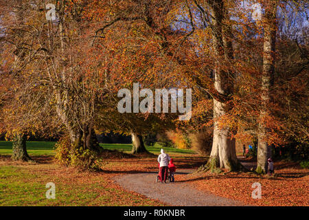 Promenade à travers les bois couverts à l'automne couleurs d'automne autour de Belvedere House Gardens & Park à Mullingar, Irlande. Banque D'Images