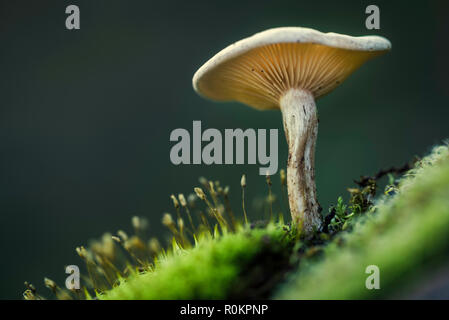 Petite vue de dessous de champignons parmi la mousse verte Banque D'Images