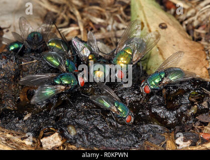 Mouches Greenbottle se nourrissant d'excréments fox en milieu urbain jardin de la maison. UK. Banque D'Images