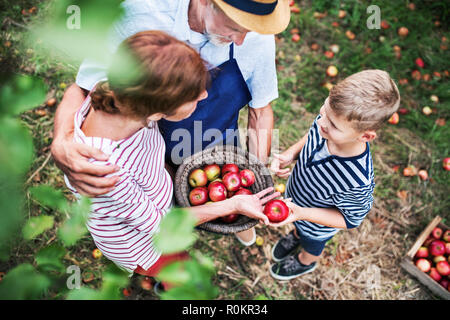 Un couple avec petit-fils la cueillette des pommes dans le verger. Banque D'Images