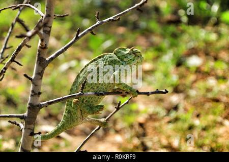 Beau caméléon sur une branche sous le soleil d'hiver Banque D'Images