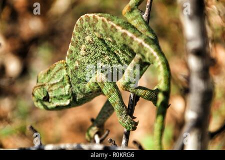 Beau caméléon sur une branche sous le soleil d'hiver Banque D'Images