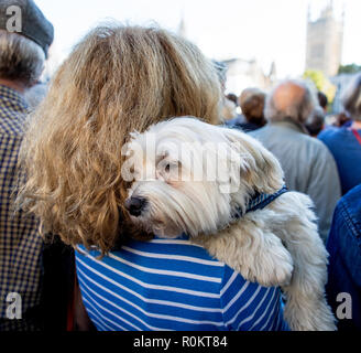 Femme avec chien de terrier maltais London UK Banque D'Images