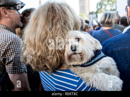 Femme avec chien de terrier maltais London UK Banque D'Images