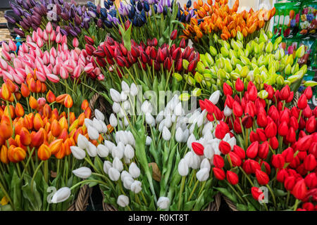 Tulipes colorées close up, le marché de rue à Amsterdam Banque D'Images
