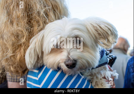 Femme avec chien de terrier maltais London UK Banque D'Images