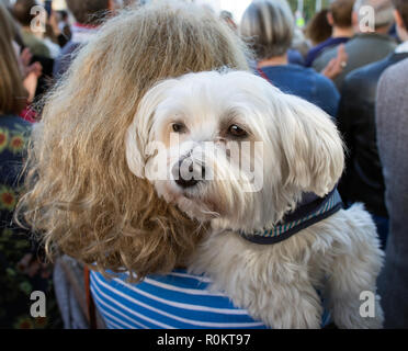 Femme avec chien de terrier maltais London UK Banque D'Images